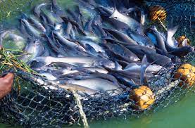 What are the benefits of fish farming